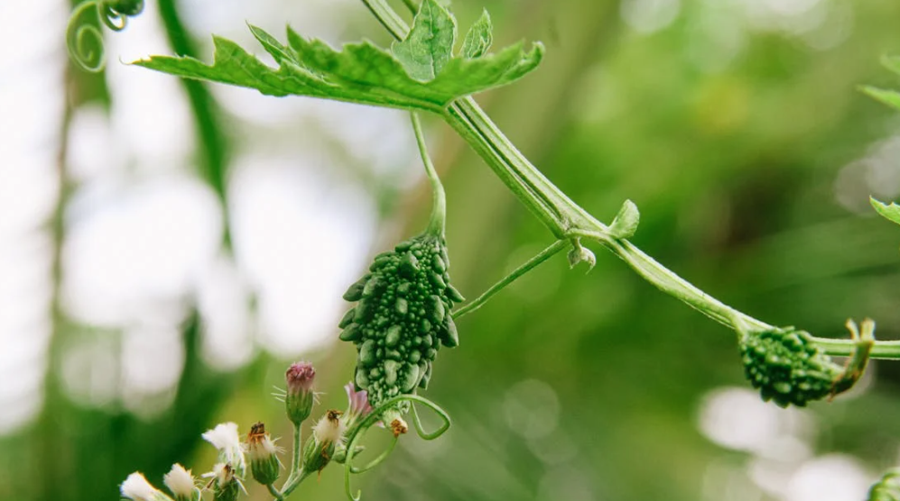 Fastest way to grow bitter gourd / karela from seeds