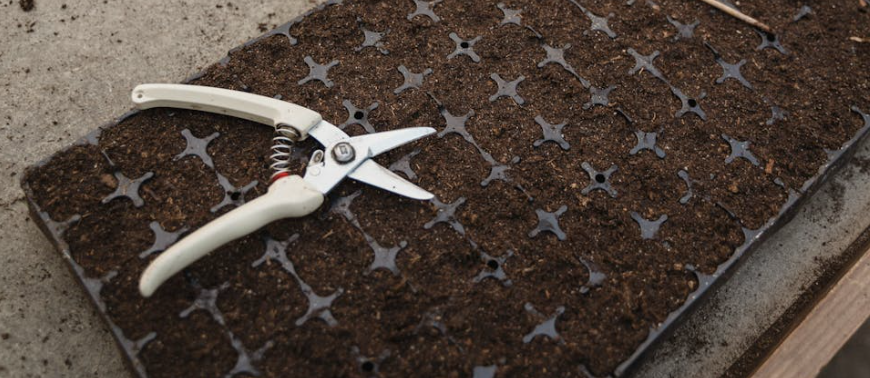 Germinate seeds 10 times FASTER !! 100% success