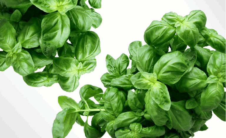basil-background-image