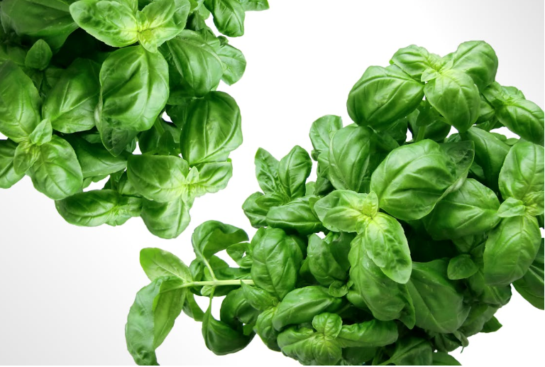 Growing your Basil even faster. The paper towel method.