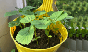 karela-seedlings
